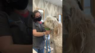 Chubs  he’s the best boy  #goldendoodle  #doodle