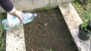 Graveyard vegetables