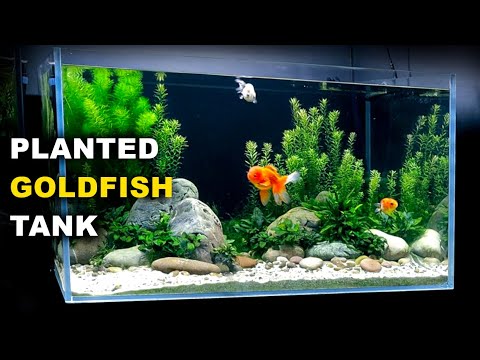 Aquascape Tutorial: PLANTED GOLDFISH Aquarium: The O'Ranchu Crew (How To: Full Step By Step Guide)