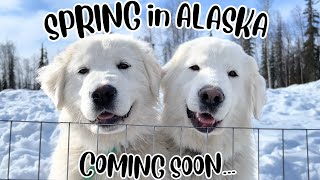 SPRING IN ALASKA... COMING SOON | GREENHOUSE COOP UPDATE | ANNUAL FIREPIT DIG - HOMESTEADING ALASKA