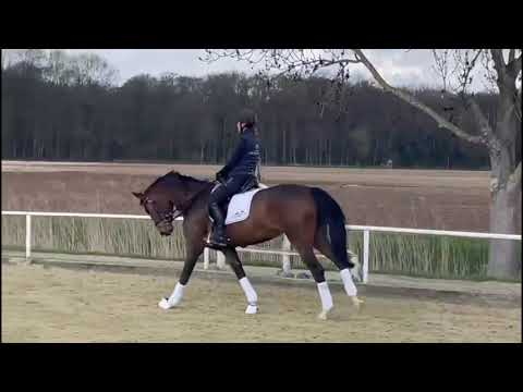 Fabelhaft, Stute *2017, Tannenhof´s Fahrenheit x Sir Donnerhall