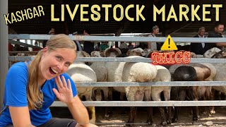 An encounter with Xinjiang’s legendary Big Butt Sheep 🍑