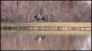 Video von Harmony's Wamberto