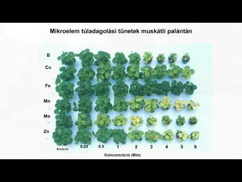 Pikkelysömör (pszoriázis, psoriasis) tünetei és kezelése - Kátrány gyógyszer pikkelysömörre