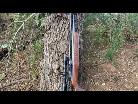 #gamo #177 #crosman Gamo coyote whisper a sleeper sniper.