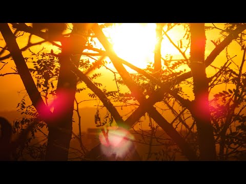 Răcăuți „auriu” (4K)