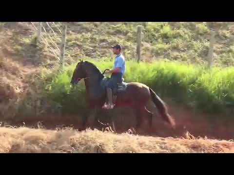 JOHNNIE WALKER DO Quelé