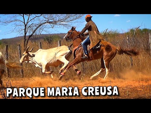 3° pega de boi no mato no parque Maria Creusa (João Costa)