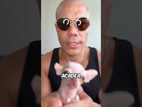 Cel mai minuscul câine pe care îl vei vedea