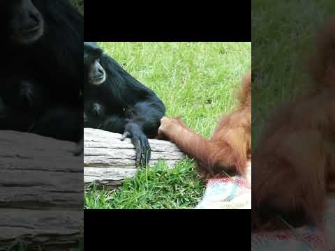 Orangutan Greeting Gibbons.