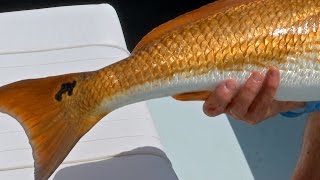 Mosquito Lagoon Redfish Fishing in Beavertail Skiff