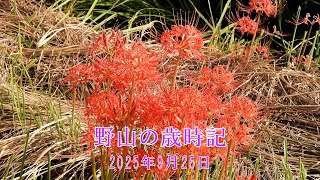 野山の歳時記　秋の里山で出会った草花　2025年9月25日