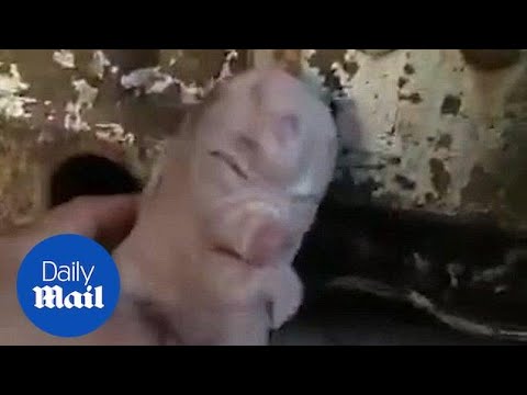 Удивительный поросенок родился в Китае, с наростом похожим на лицо человека
