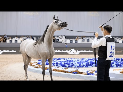 DUBAI STUD - Achievements, Day 2 of the Dubai International Championship 2023