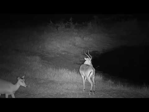 Djuma: Grey Duiker female and Impalas at the pan - 17:50- 06/01/19