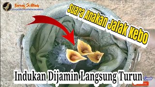 Download lagu Suara Anakan Jalak Kebo Di Alam Liar mp3