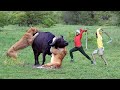 Lion Attack Buffalo In African Forest Lion Attack Animal Lion Attack Video Stories Part 8