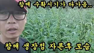 참깨농사 참깨생장점을 자른뒤 참깨밭을 둘러보면서 수확시기를 알아보고 있습니다