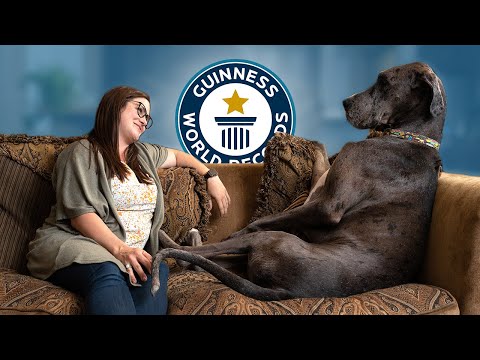 Meet the World's Tallest Dog