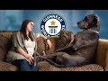 Great Dane is the World's Tallest Dog - Guinness World Records