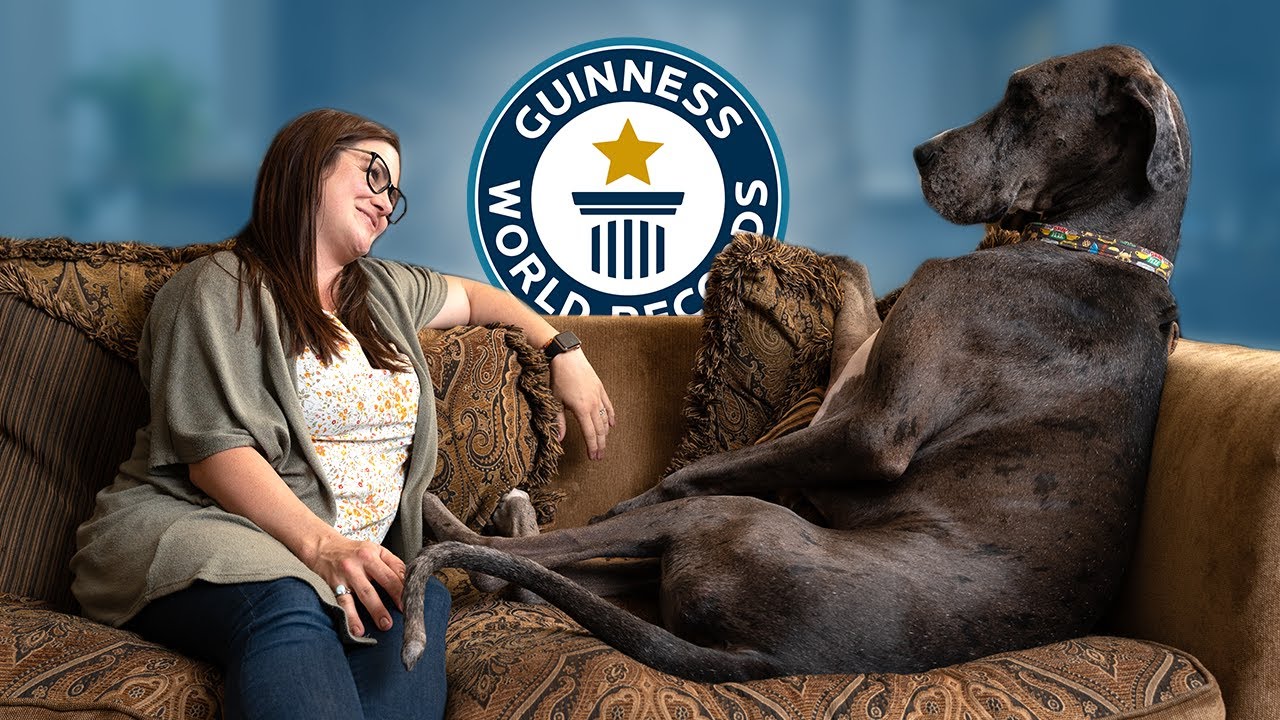 Great Dane is the World's Tallest Dog - Guinness World Records - YouTube