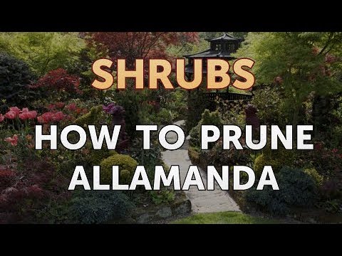 How to Prune a Bottlebrush Shrub