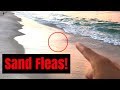 Spotting Sand Fleas - Attempting to Turn a Sand Flea Into a Shark! Spotting Sand Fleas - Attempting to Turn a Sand Flea Into a Shark!