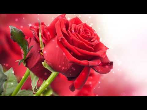 Tuncer Balci   Yakamoz