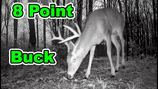 Huge 8-Point Whitetail Deer Buck Caught on Trail Camera