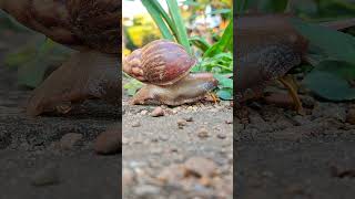 Download lagu Snail 🐌 Looking for Prey | Saatnya cari Mangsa 🌿 #snail #bekicot #shorts mp3