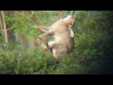 Long range hunting – High impact filming Long range hunting – High impact filming