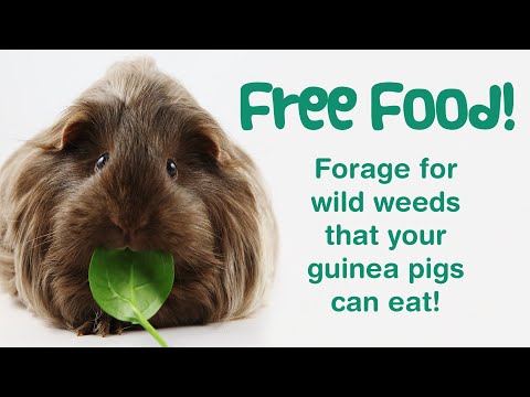 11 FREE FOODS Your Guinea Pigs Can Eat | FORAGING for Safe Wild Plants & Food | Leaves Stems Flowers