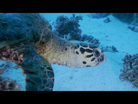 Underwater | Calming Sleep Music with Water Sounds