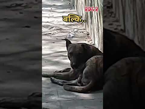 dukhi Jagat 😀#animals #dogs #jealousy