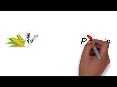 Carbohydrates and their role in Dog food - Inukshuk