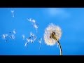 Тимур Муцураев - Ветер 