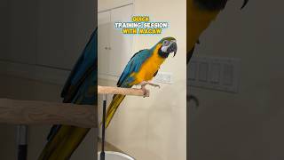 Quick Training Session with Macaw