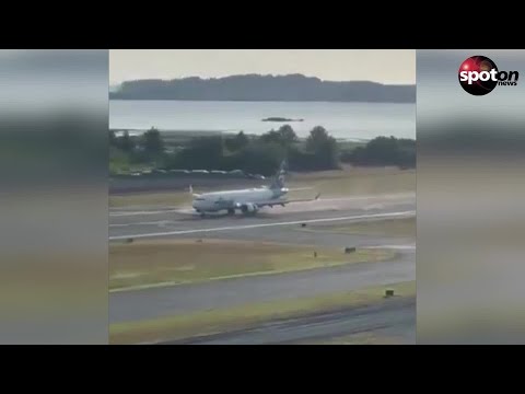 During landing: Plane runs over animals on the runway
