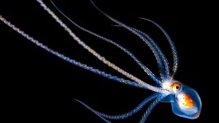 Chilled Mix (feat. Oliver the Octopus)