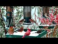 LIVE Winter Cottage Bird Feeder Cardinals Woodpeckers Snow Birds Juncos Sleep Cat TV