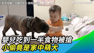 嬰兒吃到一半食物被搶　小偷竟是家中萌犬｜三立新聞網 SETN.com