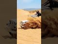 Rajasthan Pushkar Desert Safari Thar Youtube Thar Pushkar Viralvideo Trending
