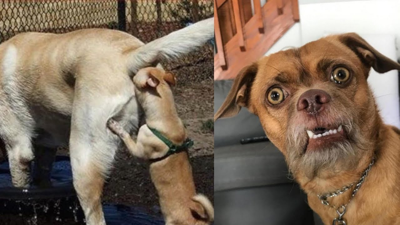 🐶 Dogs FUNNY Videos, Try Not To Laugh 😂 Funniest Animals Moments