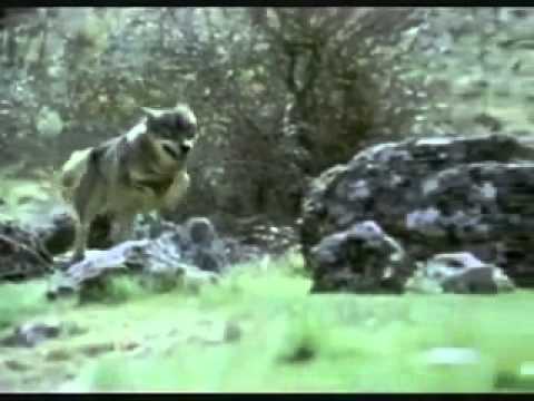 Hedningarna - Vargtimmen (Hour of the Wolf)