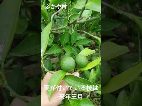 メキシコオレンジの木をどこに置く？それが十分に繁栄するのに最適な場所はどこですか？  庭園