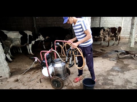 , title : 'طريقة حلب الأبقار بالحلابة الميكانيكية مع الشرح بالتفصيل 😍😍'