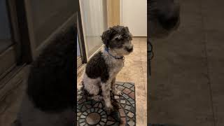Video preview image #1 Poodle (Miniature) Puppy For Sale in Boca Raton, FL, USA