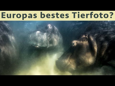 Reaktion auf die Gewinner 2022 des GdT Wettbewerbs "Europäischer Naturfotograf"