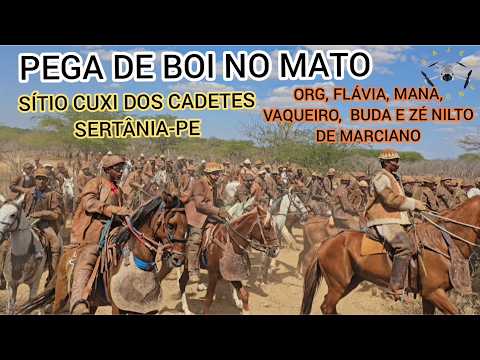 (DRONE) PEGA DE BOI NO MATO SÍTIO CUXI DOS CADETES SERTÂNIA-PE 