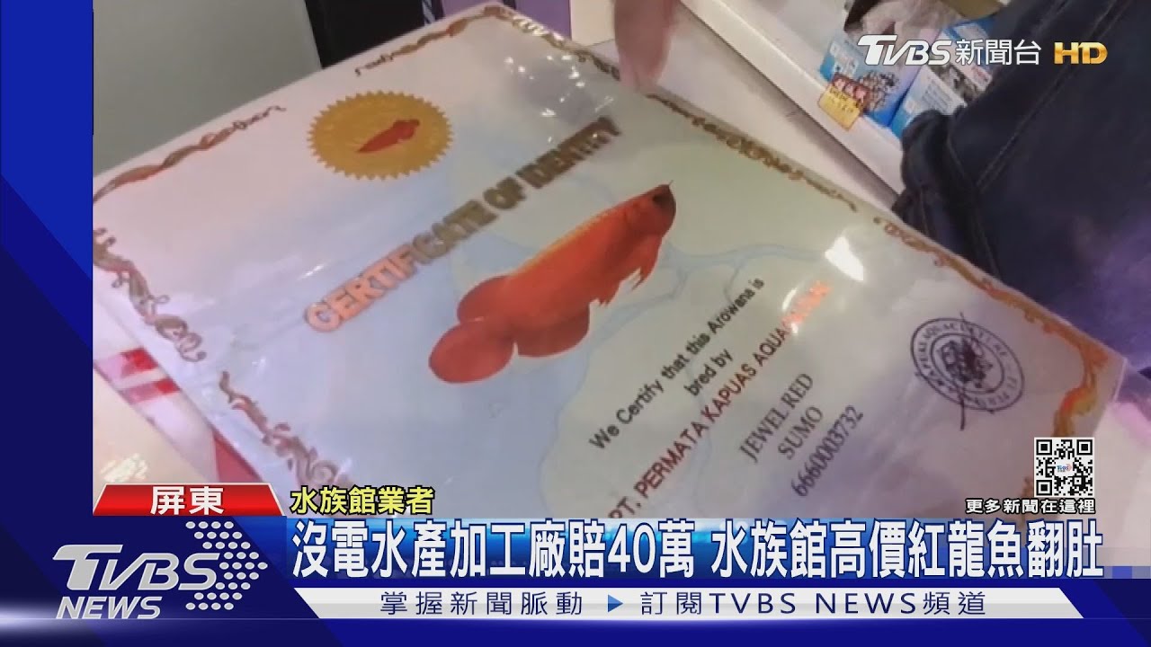 沒電慘兮兮!水產加工廠賠40萬 水族館紅龍魚翻肚